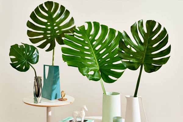 برای رشد برگ انجیری چه کنیم